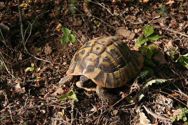 Testudo hermanni