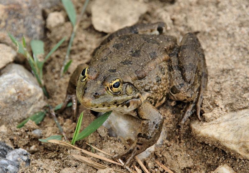 Pelophylax ridibundus