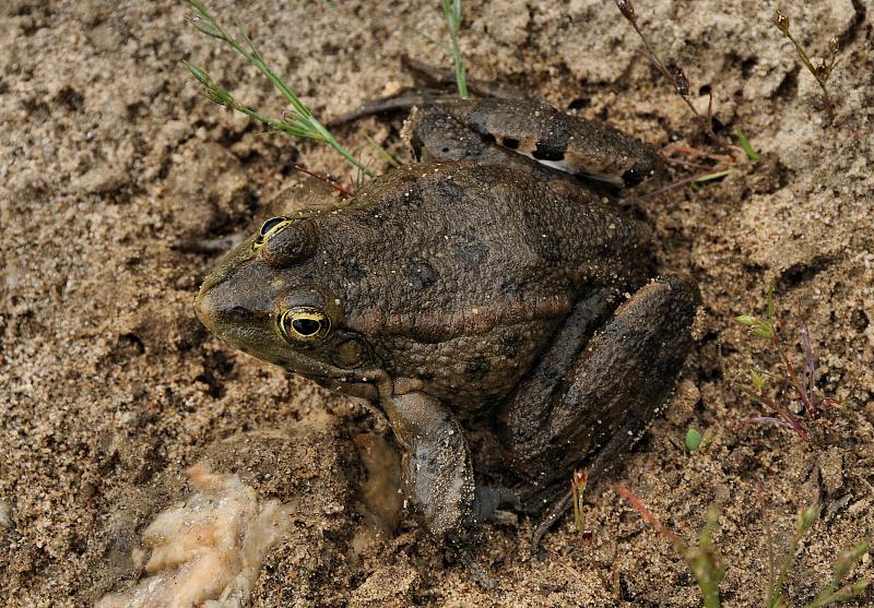 Pelophylax ridibundus