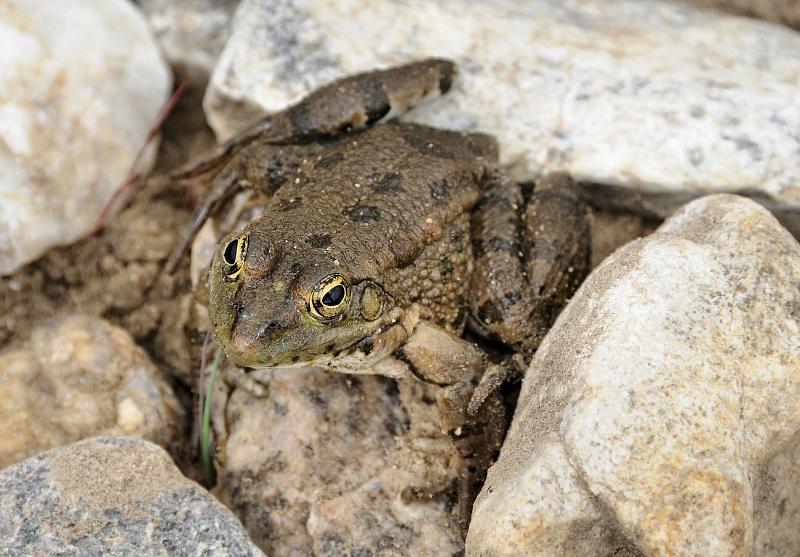 Pelophylax ridibundus