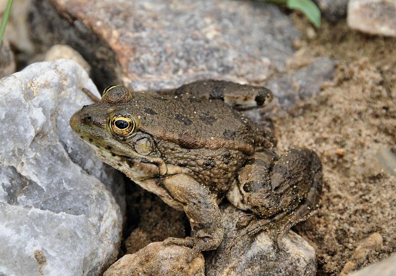 Pelophylax ridibundus