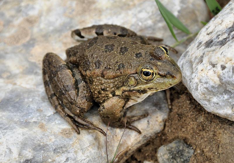 Pelophylax ridibundus