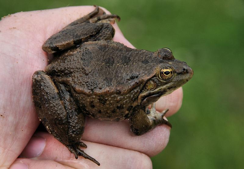 Pelophylax ridibundus