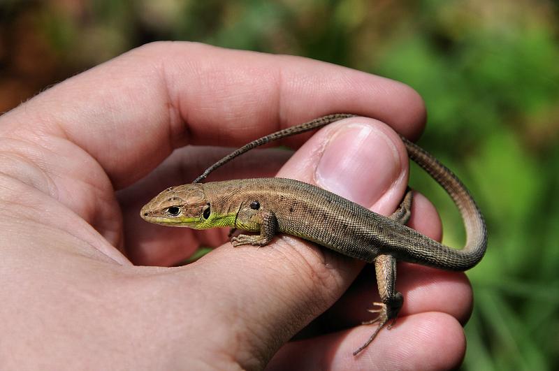 Lacerta viridis