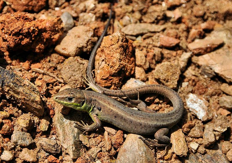 Lacerta viridis