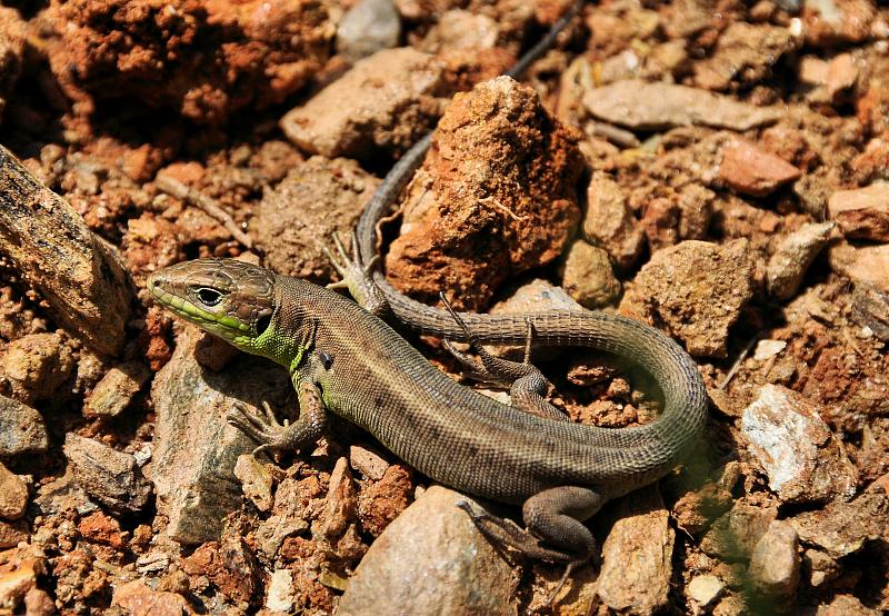 Lacerta viridis