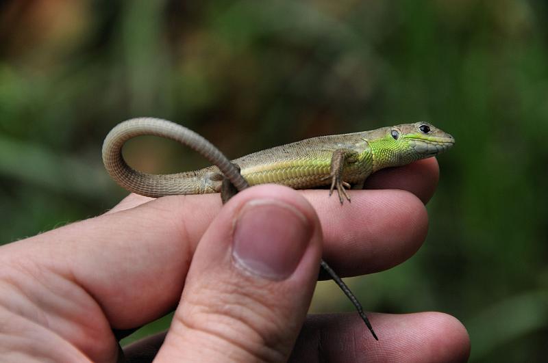 Lacerta viridis