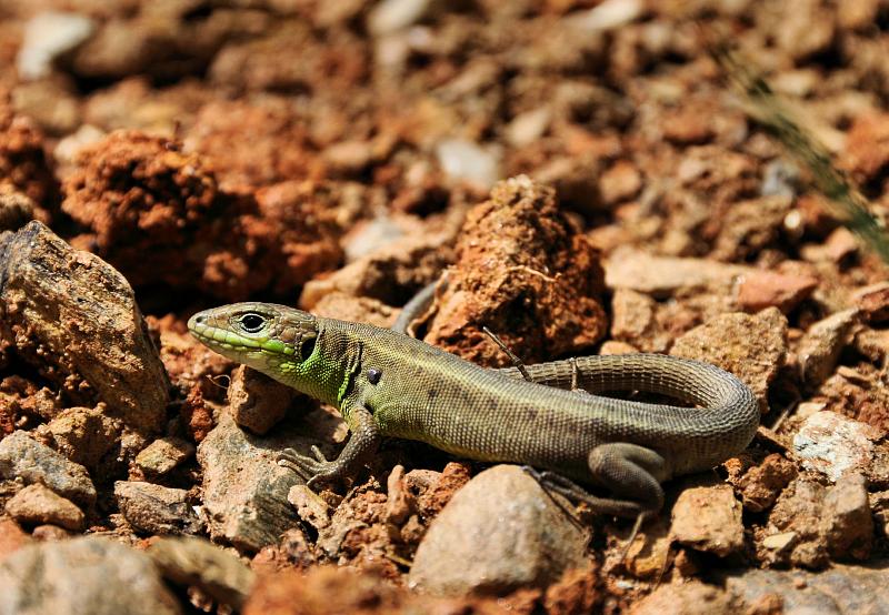 Lacerta viridis