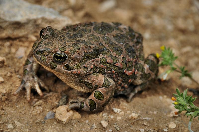 Pseudepidalea viridis