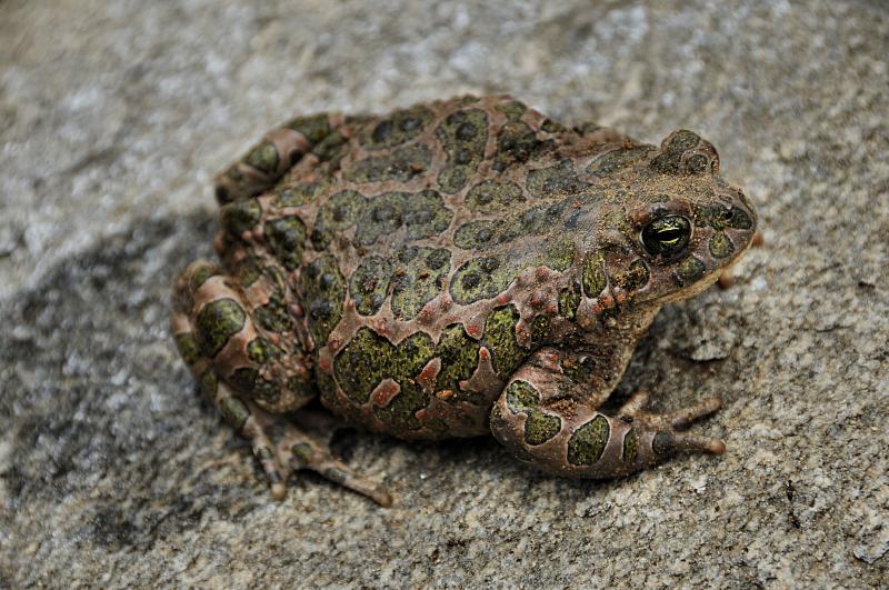 Pseudepidalea viridis