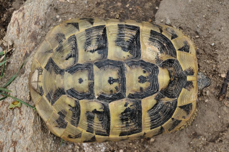 Testudo hermanni