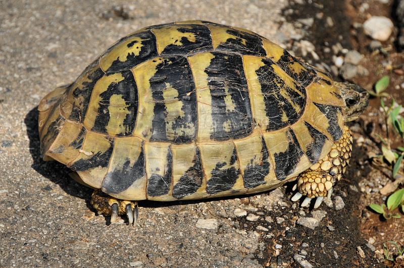 Testudo hermanni