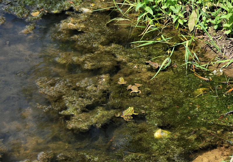 Pelophylax ridibundus