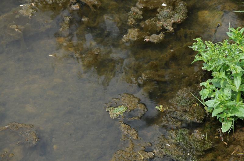 Pelophylax ridibundus