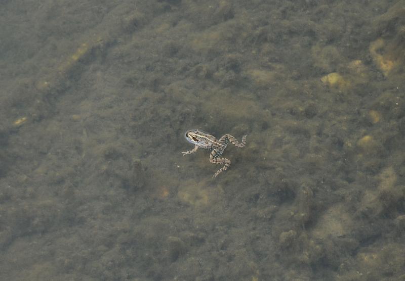 Pelophylax ridibundus