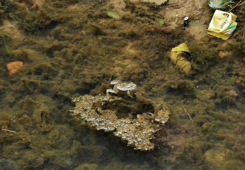 Pelophylax ridibundus