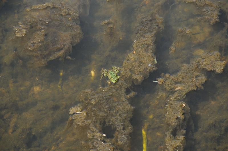 Pelophylax ridibundus