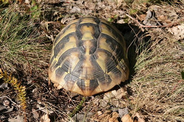 Testudo hermanni