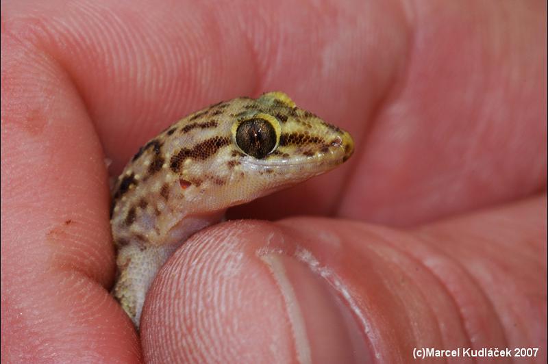 Hemidactylus turcicus