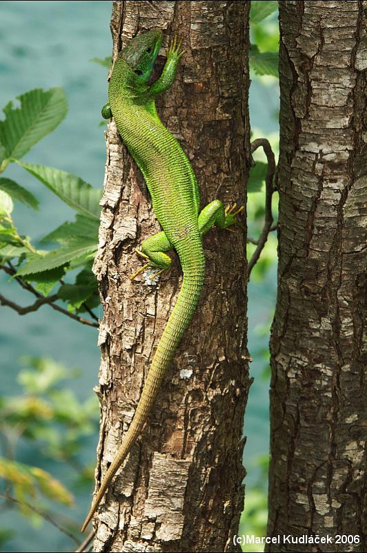 Lacerta viridis