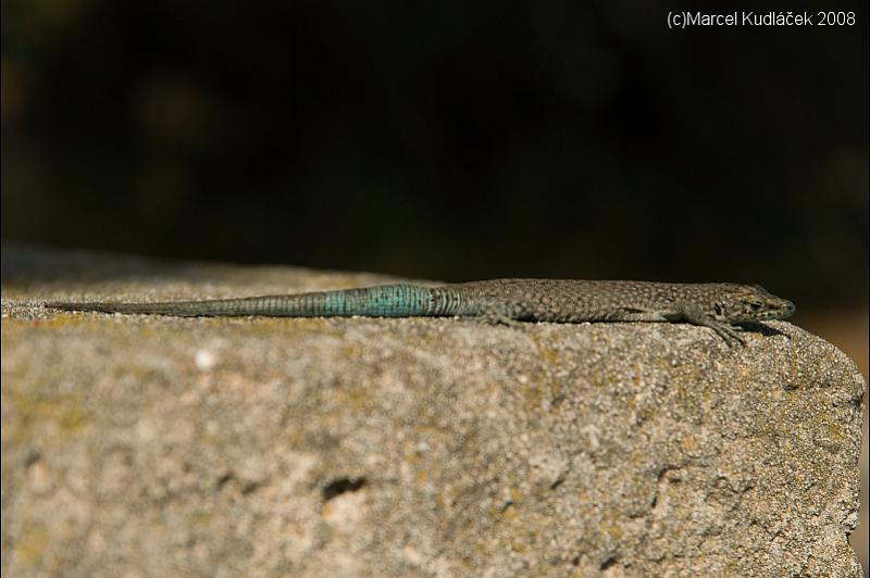 Dalmatolacerta oxycephala