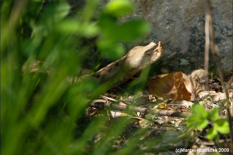 Vipera ammodytes