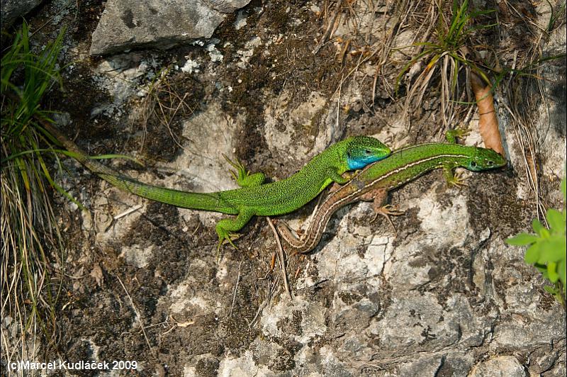 Lacerta viridis