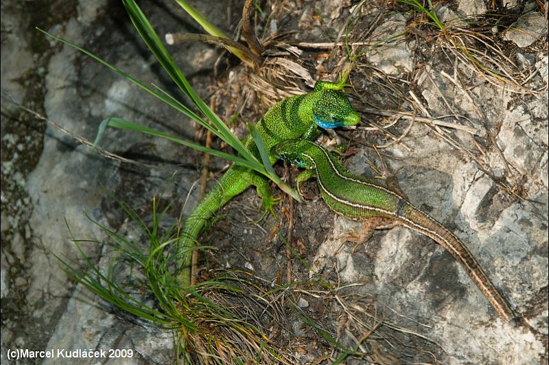 Lacerta viridis