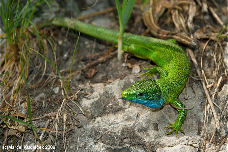 Lacerta viridis