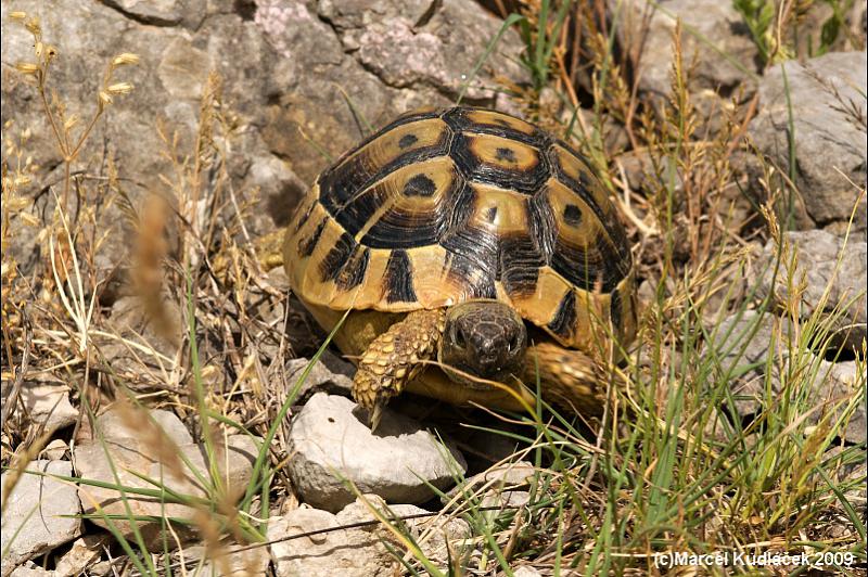 Testudo hermanni