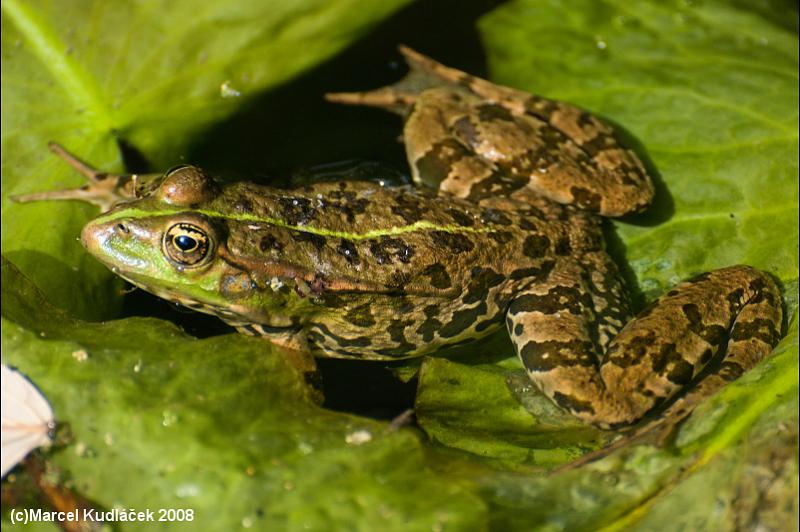 Pelophylax ridibundus