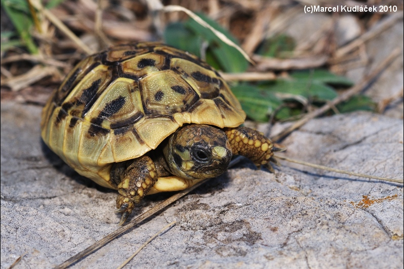 Testudo hermanni