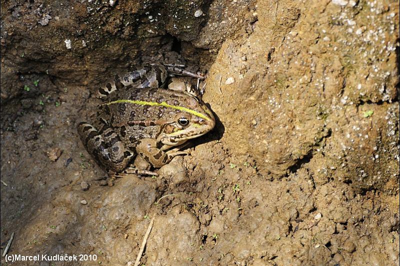 Pelophylax ridibundus