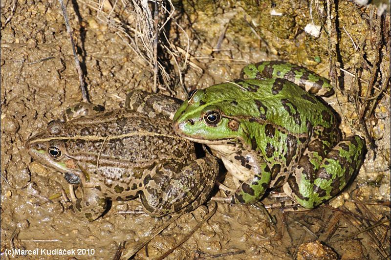 Pelophylax ridibundus