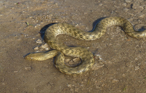 Natrix tessellata