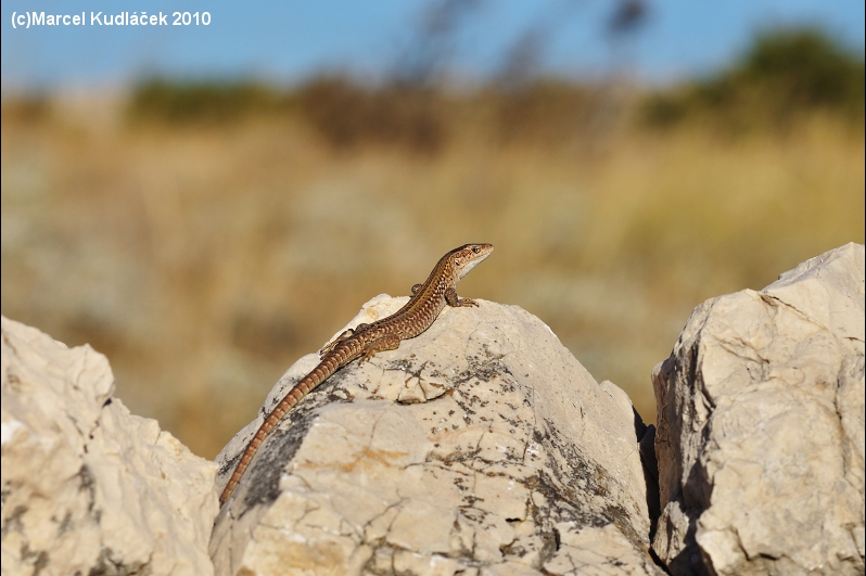 Podarcis siculus