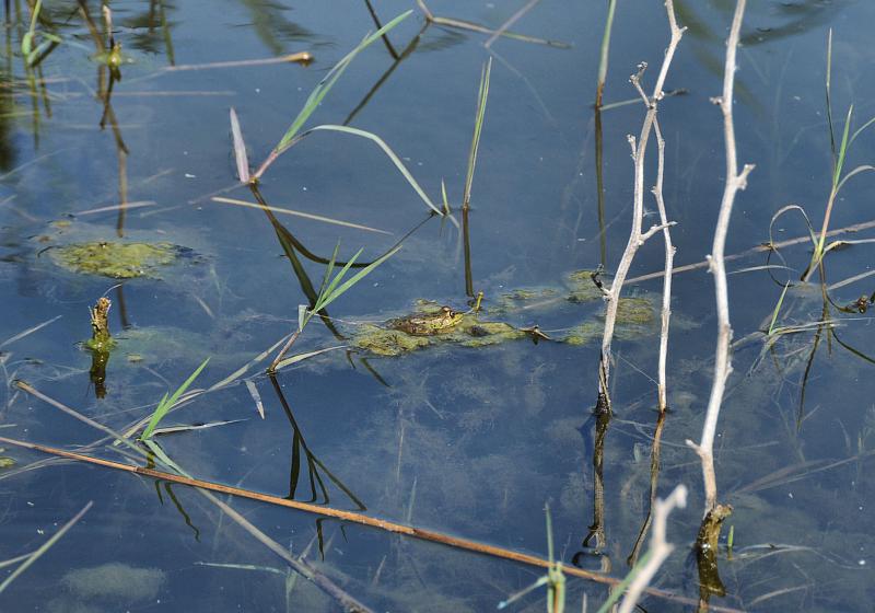 Pelophylax ridibundus