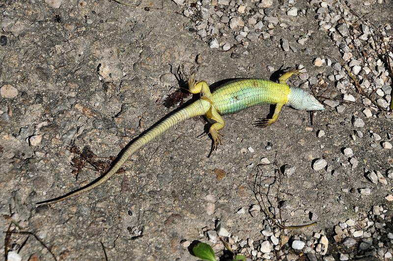 Lacerta viridis