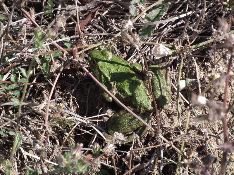 Pelophylax/Rana sp.