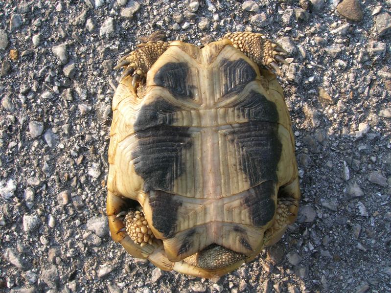 Testudo hermanni