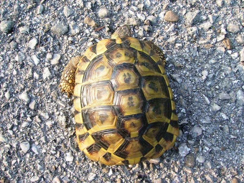 Testudo hermanni