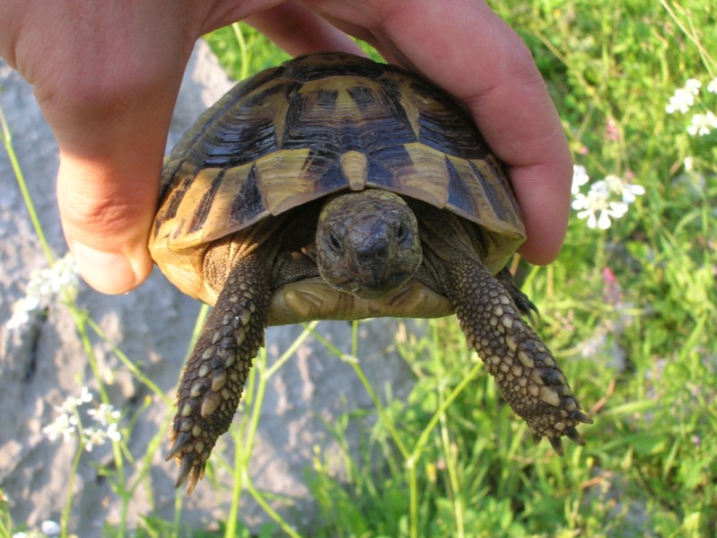 Testudo hermanni