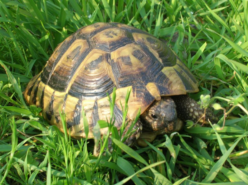 Testudo hermanni