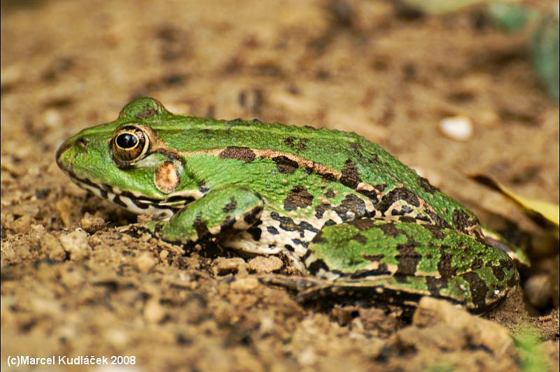 Pelophylax kl. esculentus