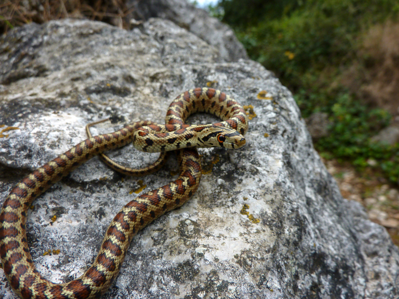 Zamenis situla