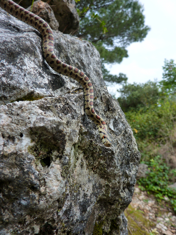 Zamenis situla