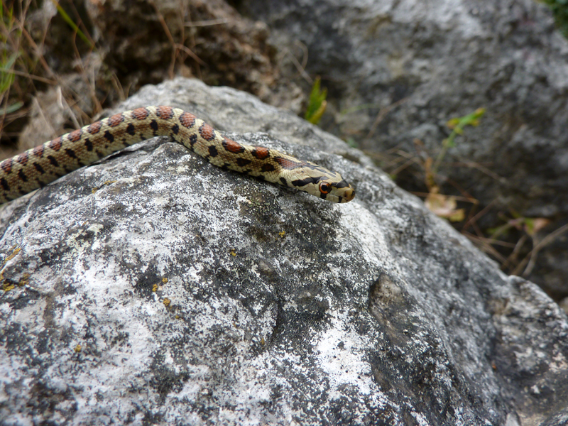 Zamenis situla