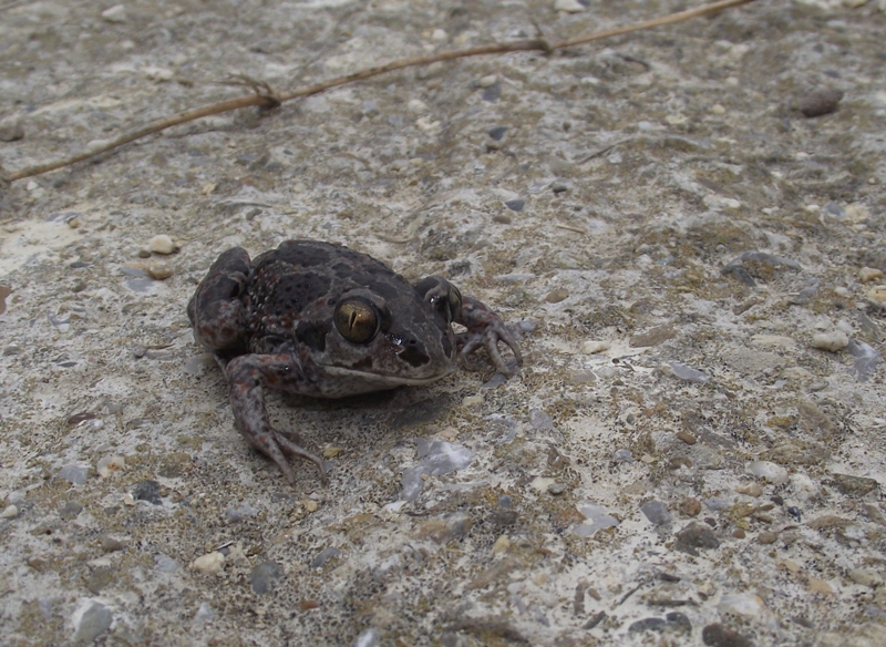 Pelobates fuscus