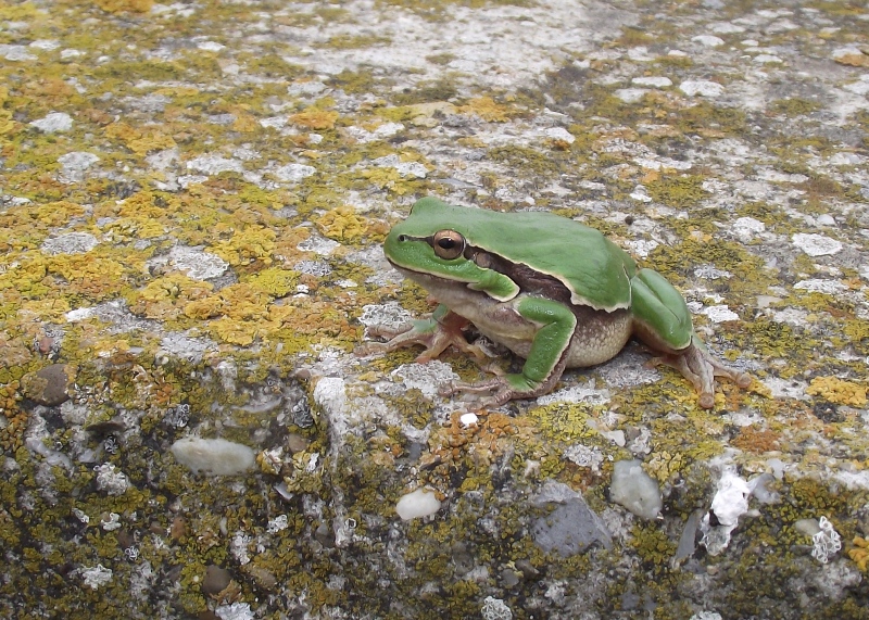 Hyla arborea