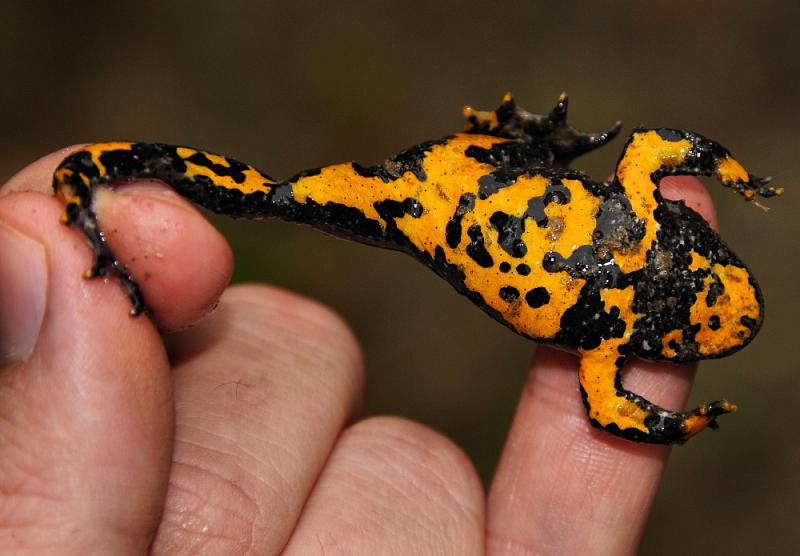 Bombina variegata